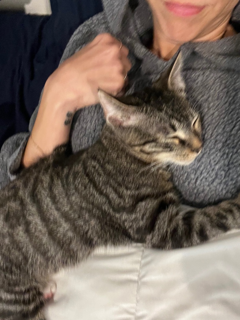 Rio , a Adopted Domestic Short Hair in Malibu, CA image 6/6