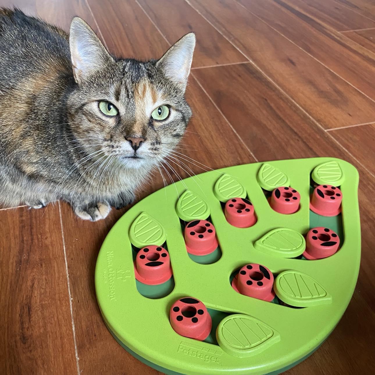 Enlarge Cashew, a Adoptable Tabby in Orleans, ON image 4/6