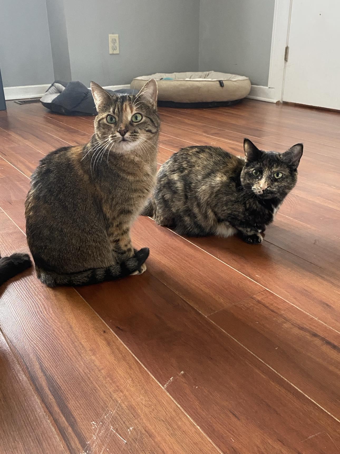 Enlarge Cashew, a Adoptable Tabby in Orleans, ON image 6/6