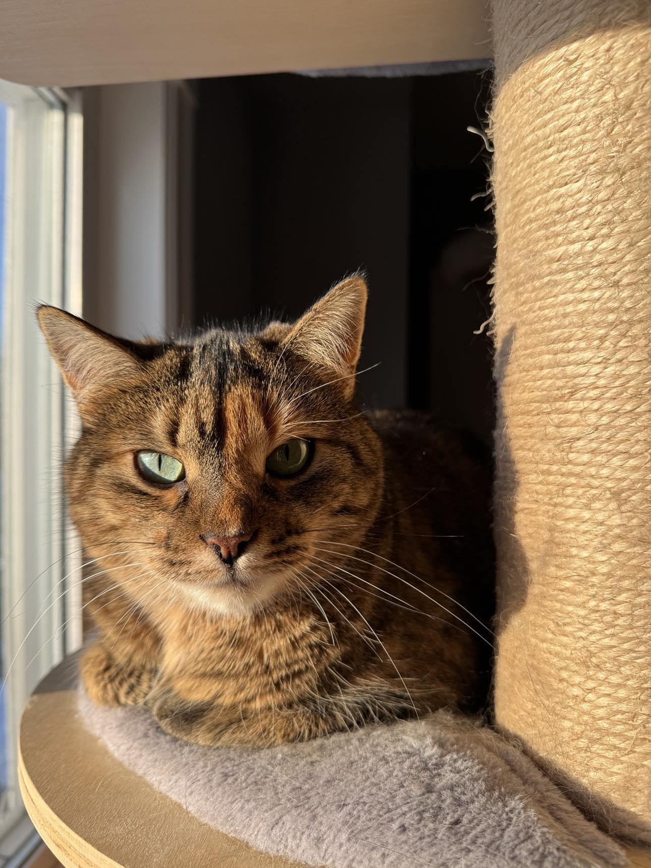 Enlarge Cashew, a Adoptable Tabby in Orleans, ON image 2/6