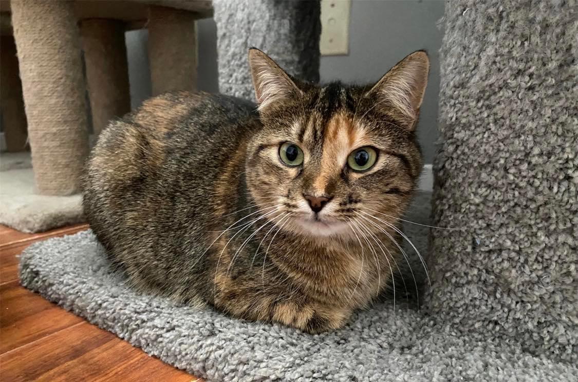 Enlarge Cashew, a Adoptable Tabby in Orleans, ON image 3/6