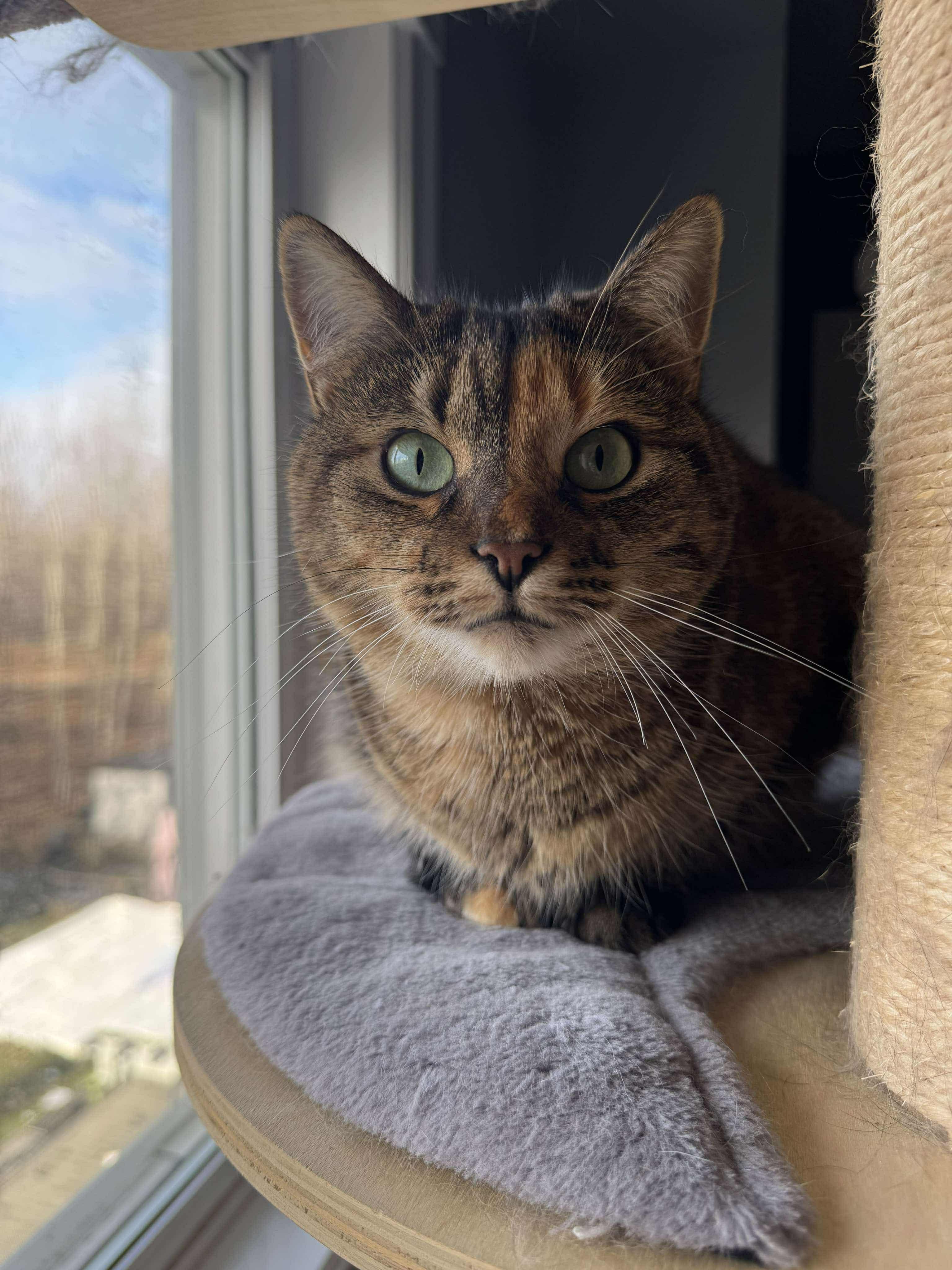 Cashew, Adoptable, Adult Female Tabby.