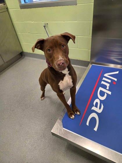 Brisket, Adoptable, Puppy Male Retriever & Mixed Breed.