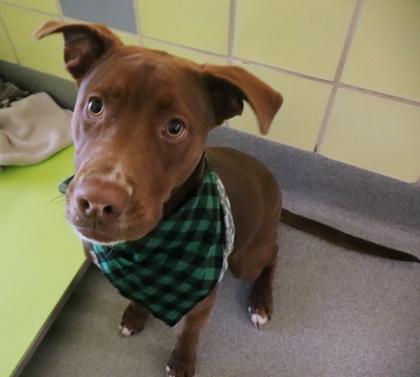 Brisket, a Adoptable mixed breed in Longview, TX image 2/2