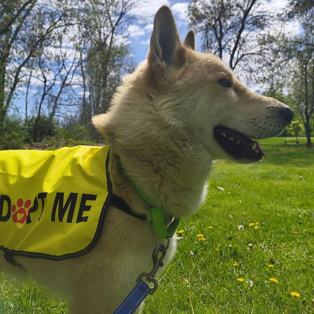 Chandler, Adoptable, Young Male German Shepherd Dog & Husky.