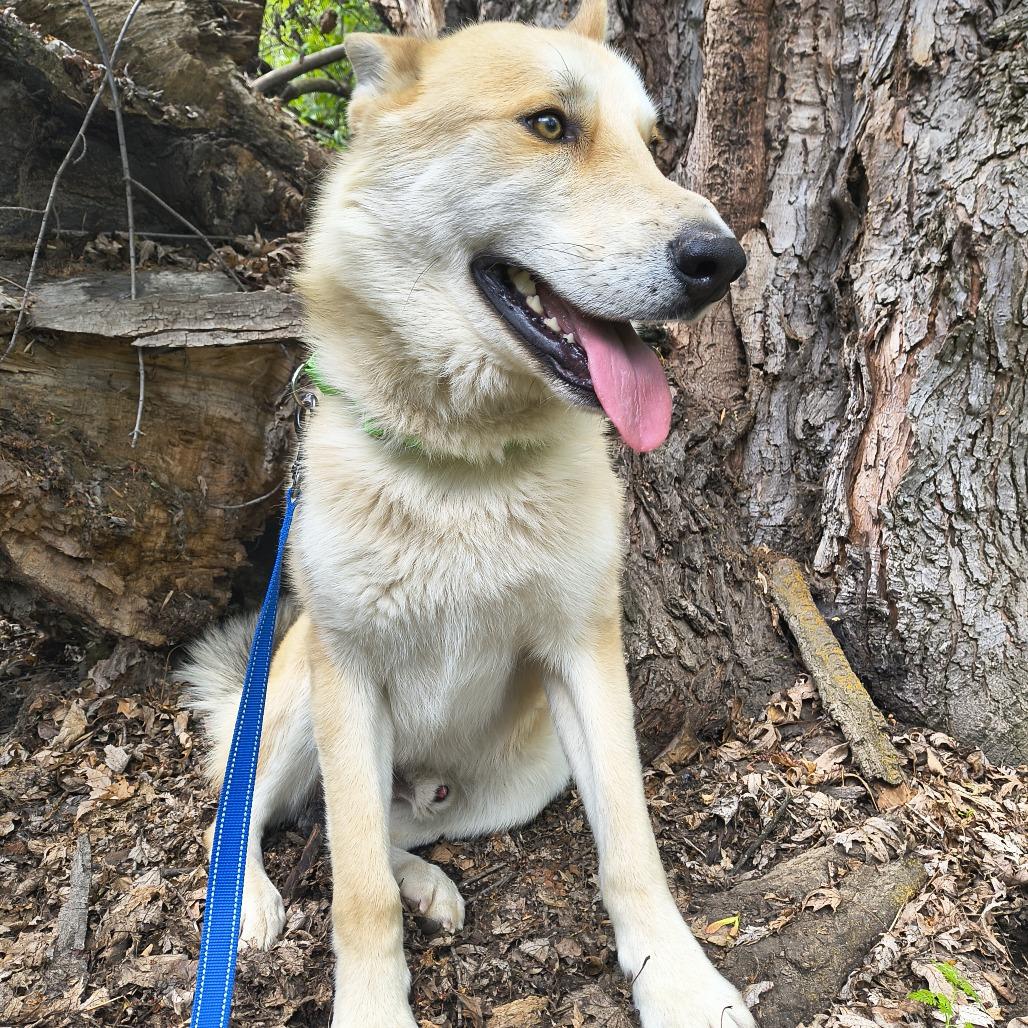 Enlarge Chandler, a Adoptable mixed breed in Othello, WA image 2/6