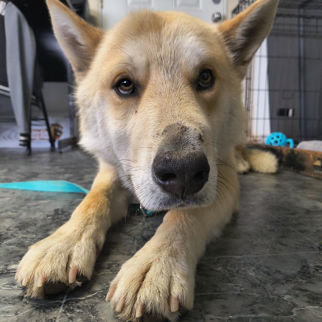 Enlarge Chandler, a Adoptable mixed breed in Othello, WA image 3/6
