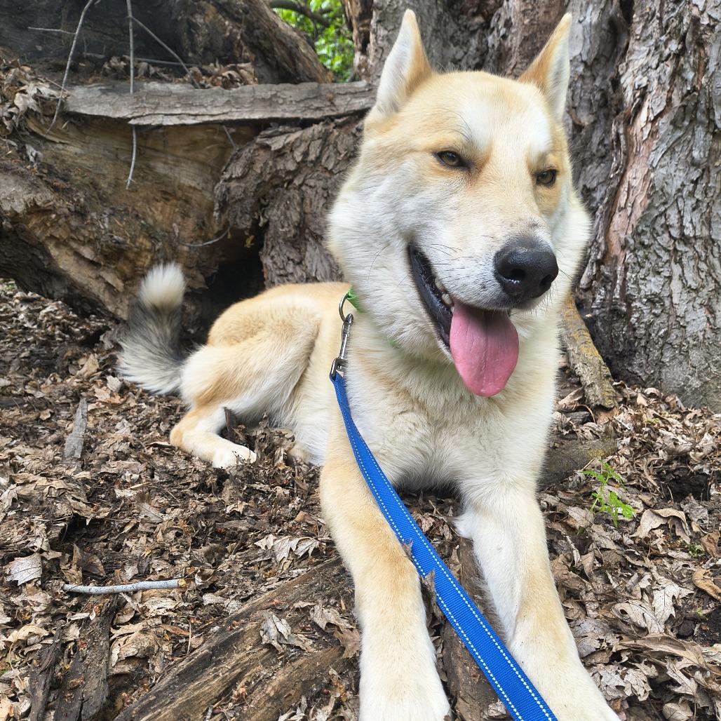 Enlarge Chandler, a Adoptable mixed breed in Othello, WA image 4/6