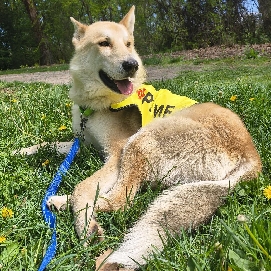 Enlarge Chandler, a Adoptable mixed breed in Othello, WA image 5/6