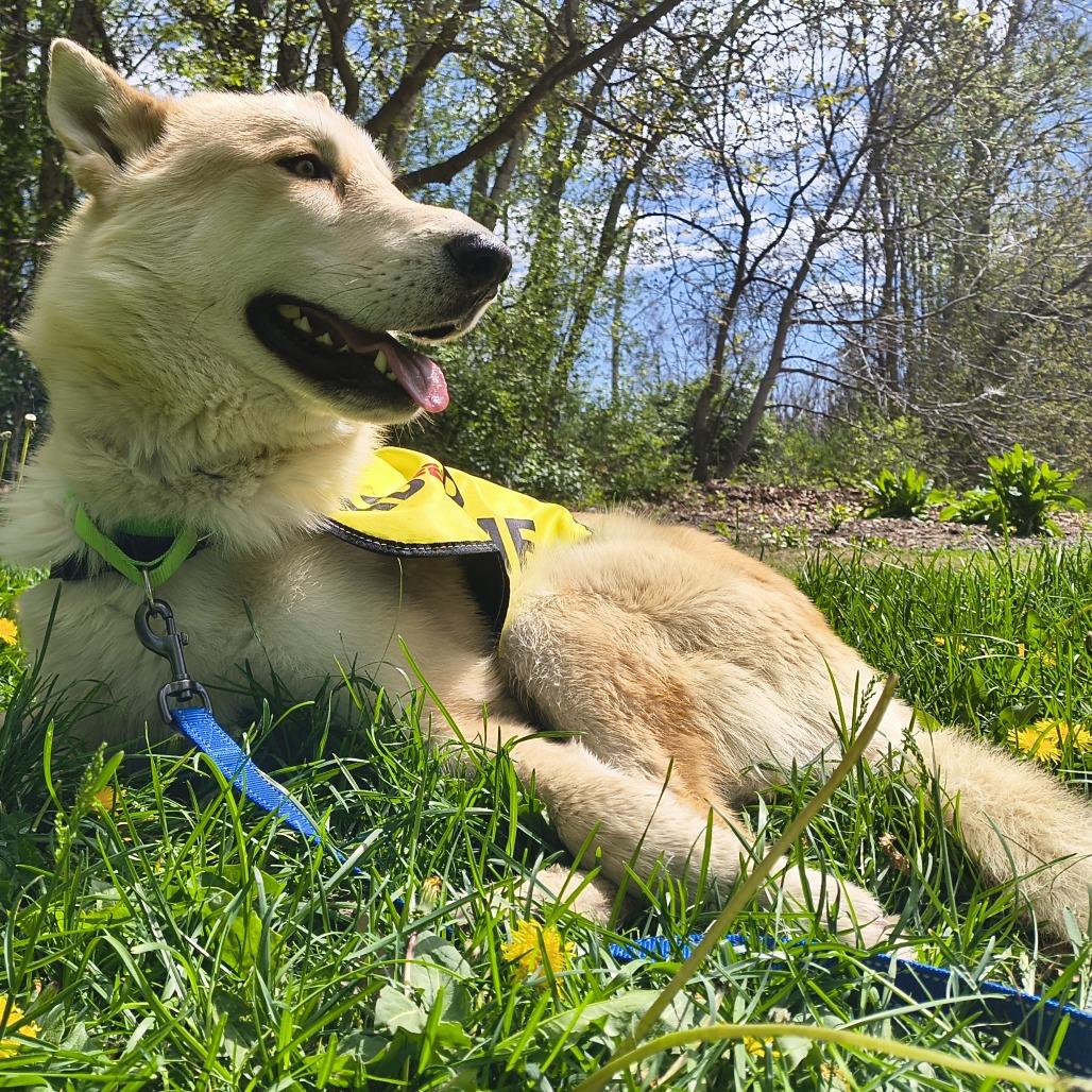Enlarge Chandler, a Adoptable mixed breed in Othello, WA image 6/6