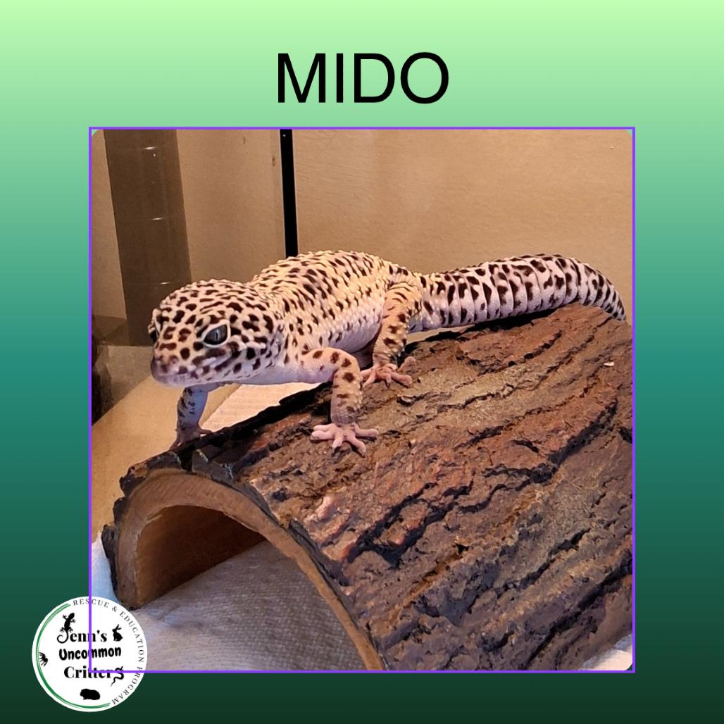 Mido, Adoptable, Adult Male Gecko.