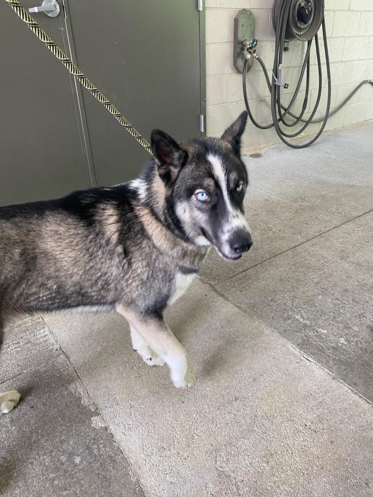 Blue, Adoptable, Young Male Siberian Husky & Mixed Breed.