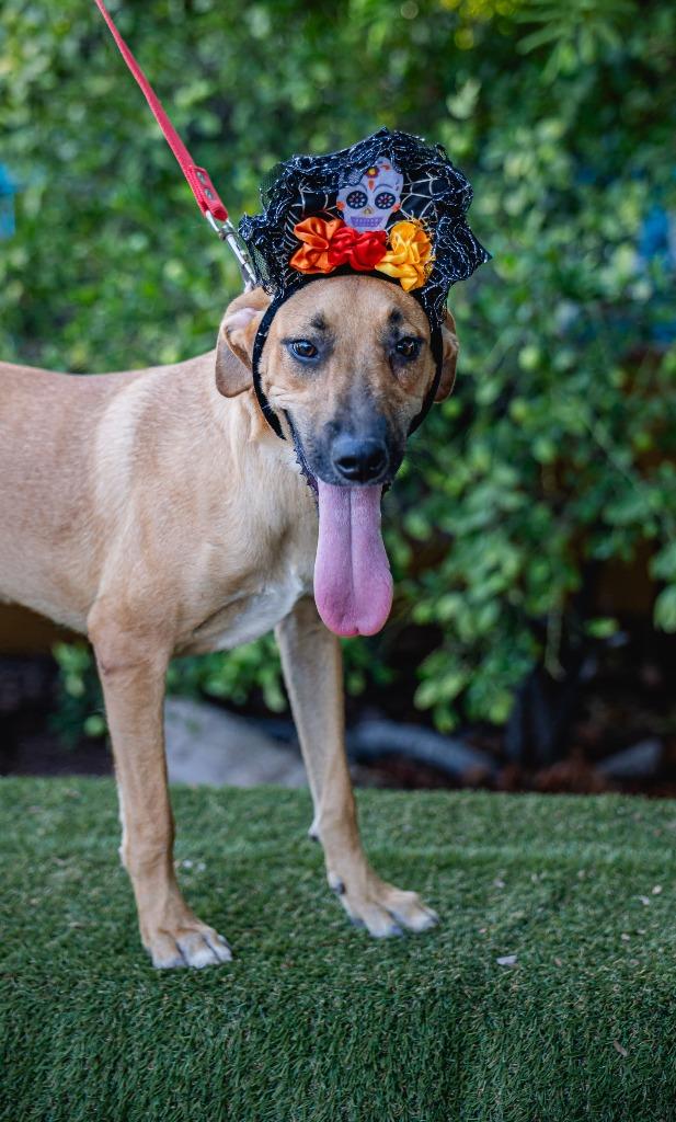 Estrella, Adoptable, Young Female Black Mouth Cur.