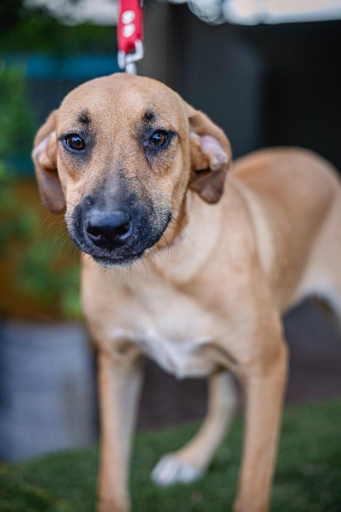 Estrella, a Adoptable Black Mouth Cur in Anacortes, WA image 2/5