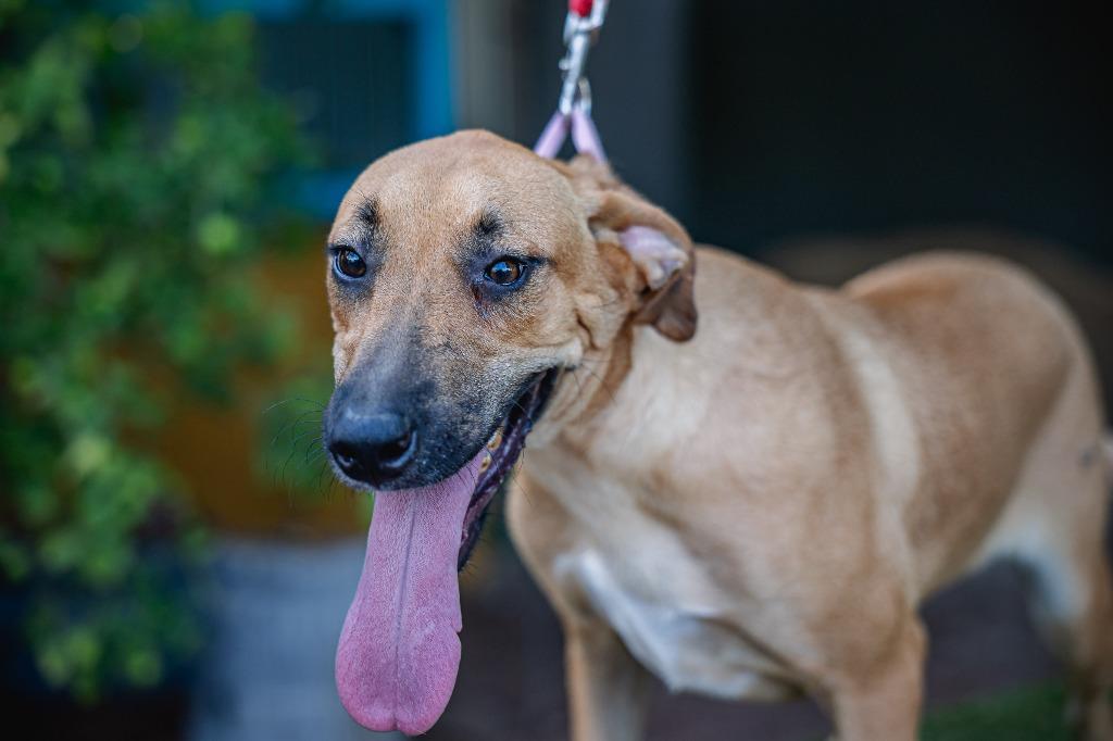 Estrella, a Adoptable Black Mouth Cur in Anacortes, WA image 3/5