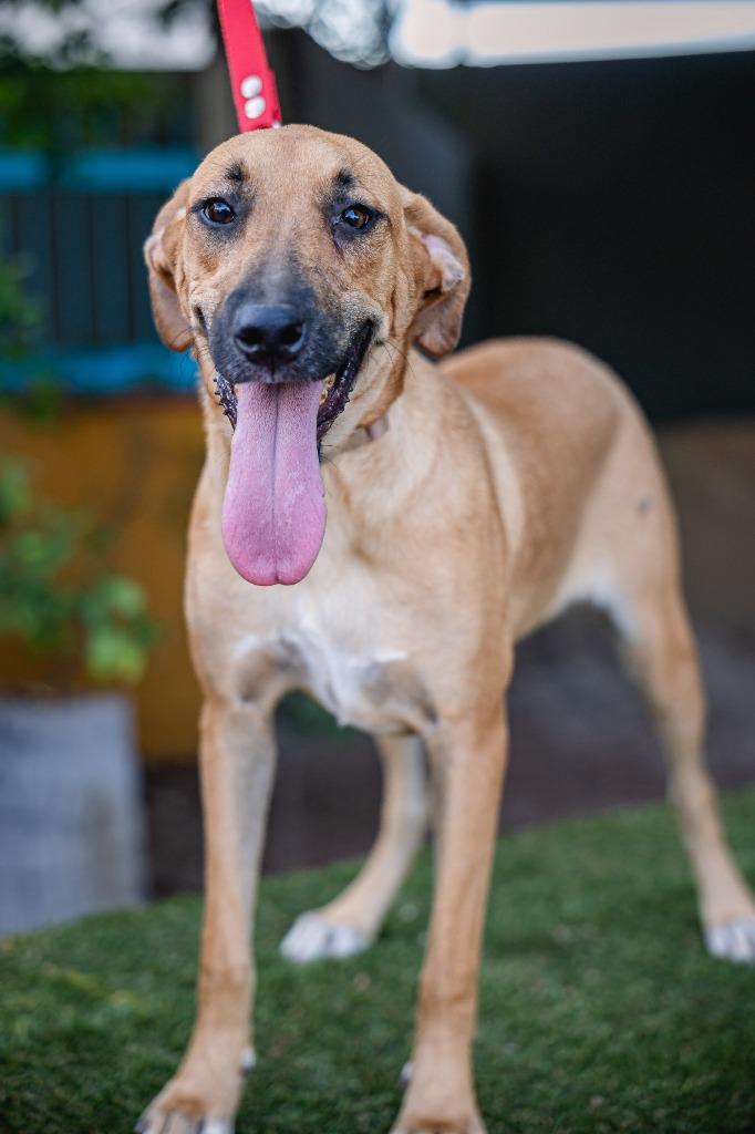 Estrella, a Adoptable Black Mouth Cur in Anacortes, WA image 5/5