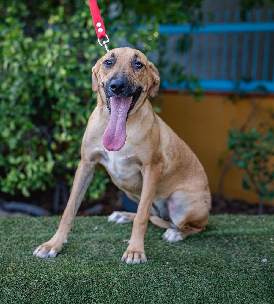 Enlarge Estrella, a Adoptable Black Mouth Cur in Anacortes, WA image 5/5
