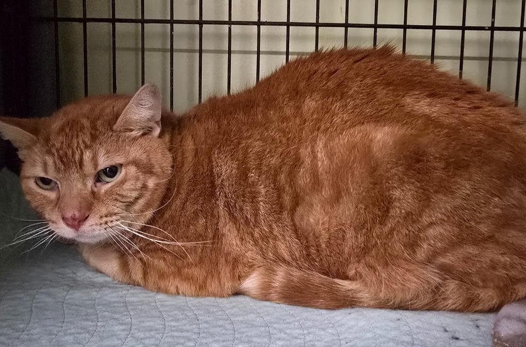 Frank, Adoptable, Adult Male Domestic Short Hair.