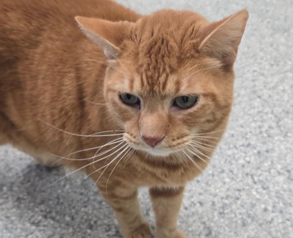 Enlarge Frank, a Adoptable mixed breed in Auburn, IN image 3/3