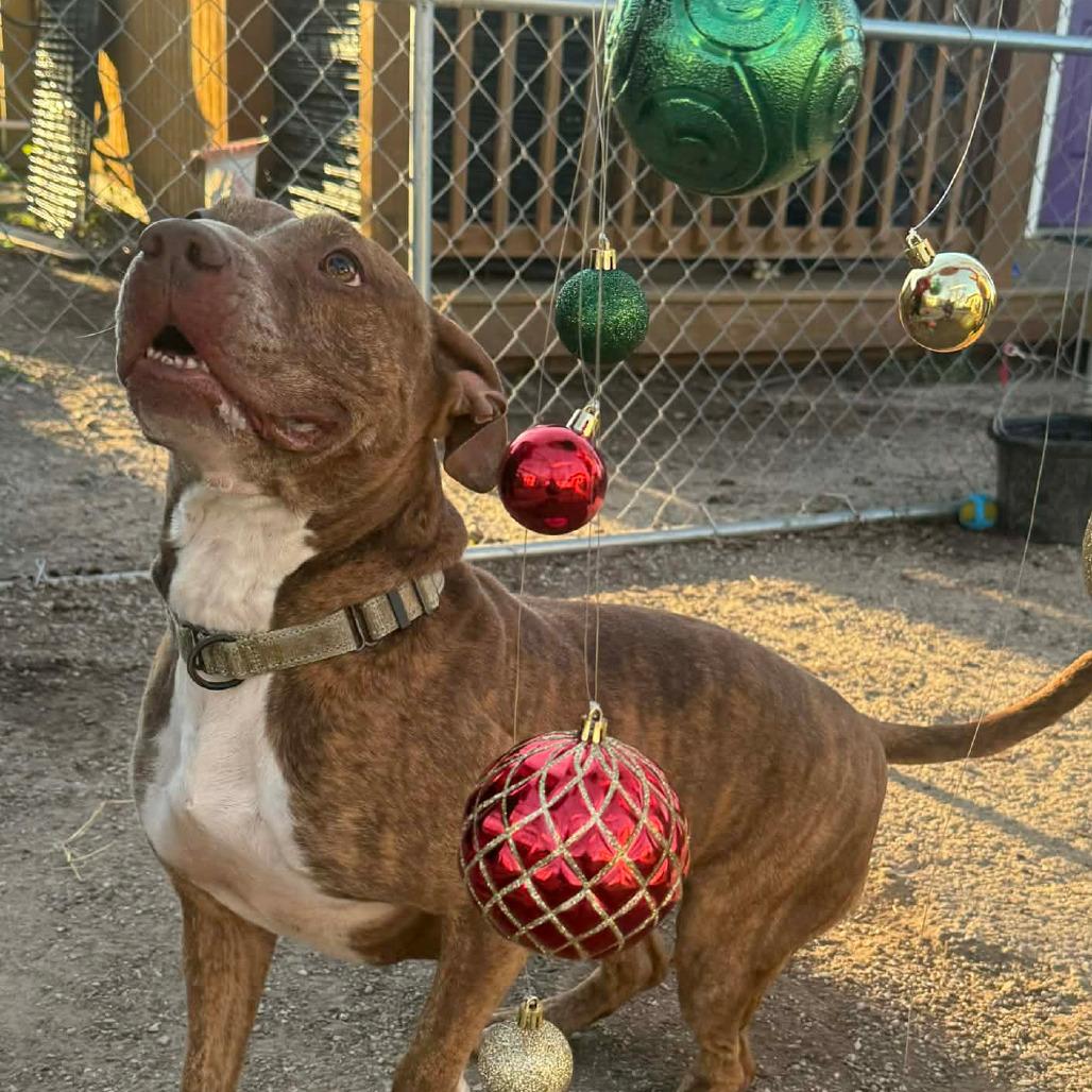 Maizel, a Adoptable mixed breed in Stephenville, TX image 3/6