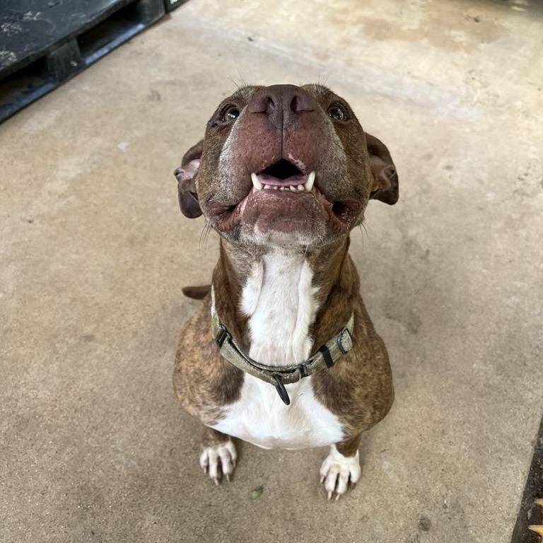 Maizel, a Adoptable mixed breed in Stephenville, TX image 6/6