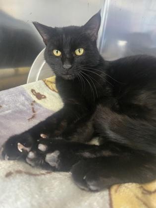 Macaroni, Adoptable, Adult Male Domestic Short Hair & Domestic Short Hair.