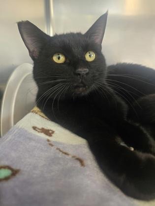 Enlarge Macaroni, a Adoptable Domestic Short Hair in Roseville, CA image 2/3