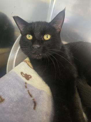 Enlarge Macaroni, a Adoptable Domestic Short Hair in Roseville, CA image 3/3