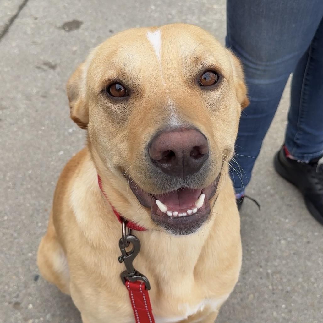 Zeplin $399 (in foster) See my Video!