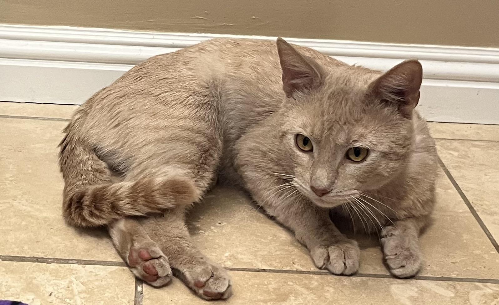 Kyle, a ADOPTABLE Domestic Short Hair in South San Francisco, CA image 3/4