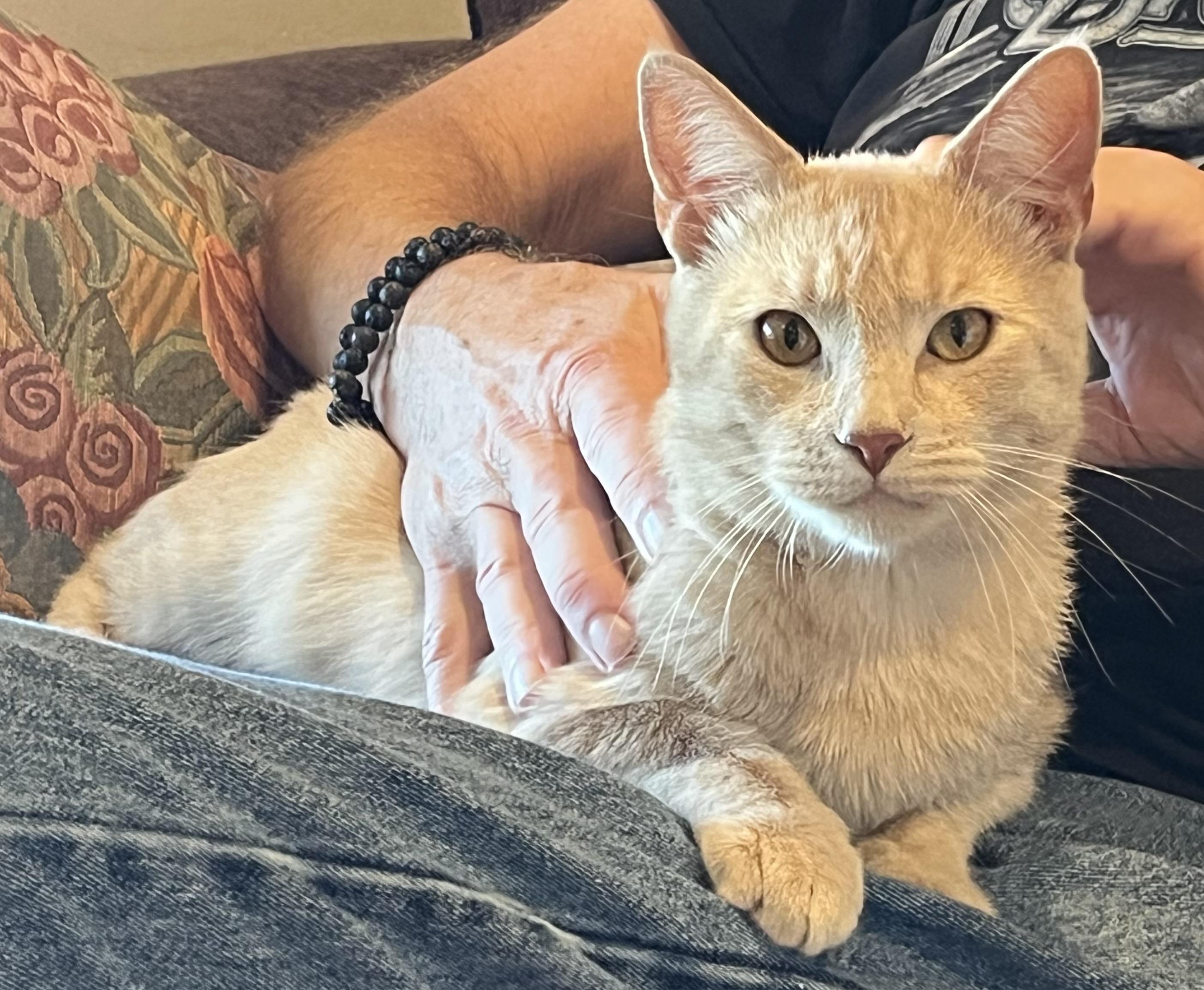 Kyle, an adoptable Domestic Short Hair in South San Francisco, CA image 1/5