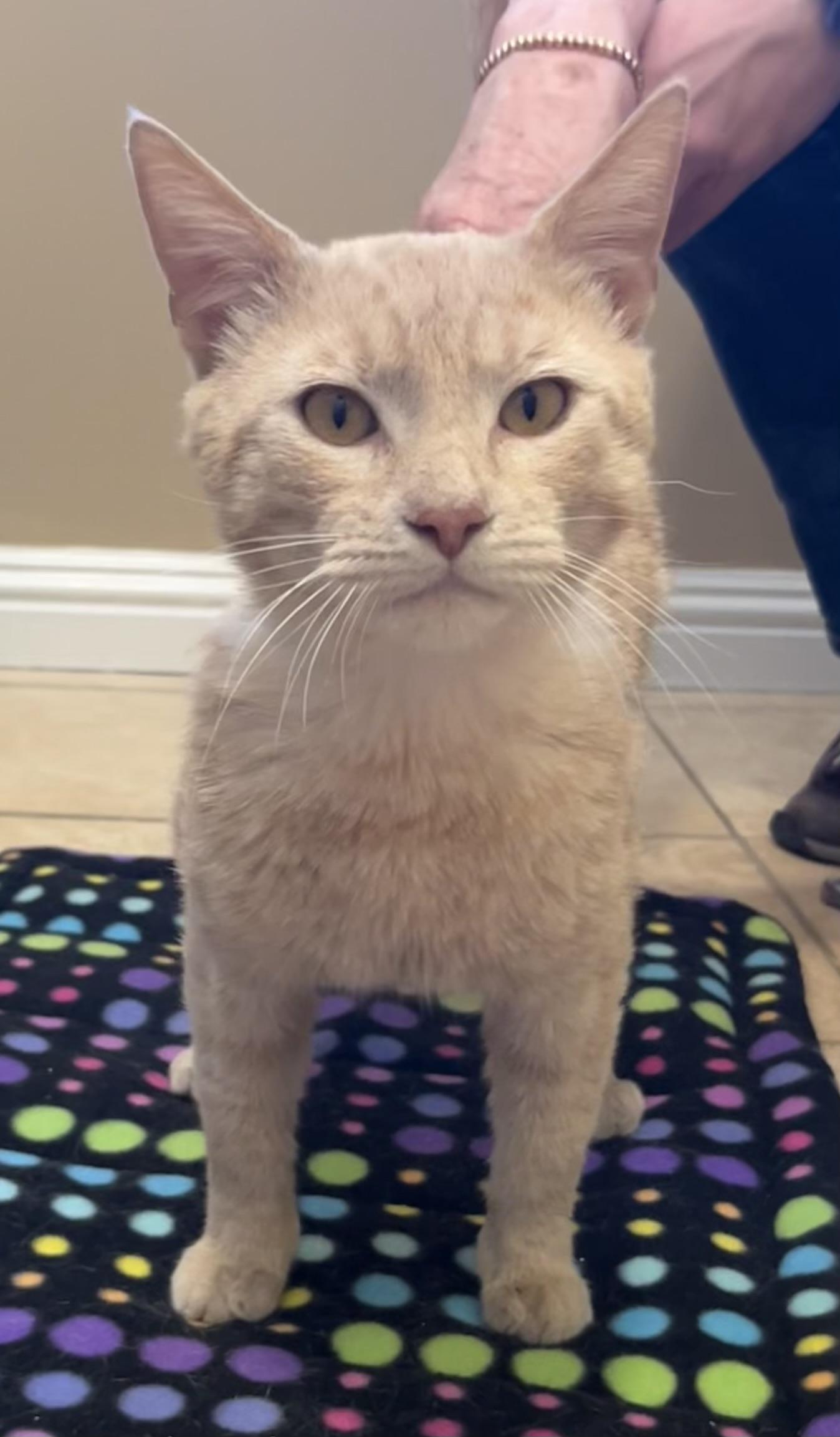 Kyle, a ADOPTABLE Domestic Short Hair in South San Francisco, CA image 2/4