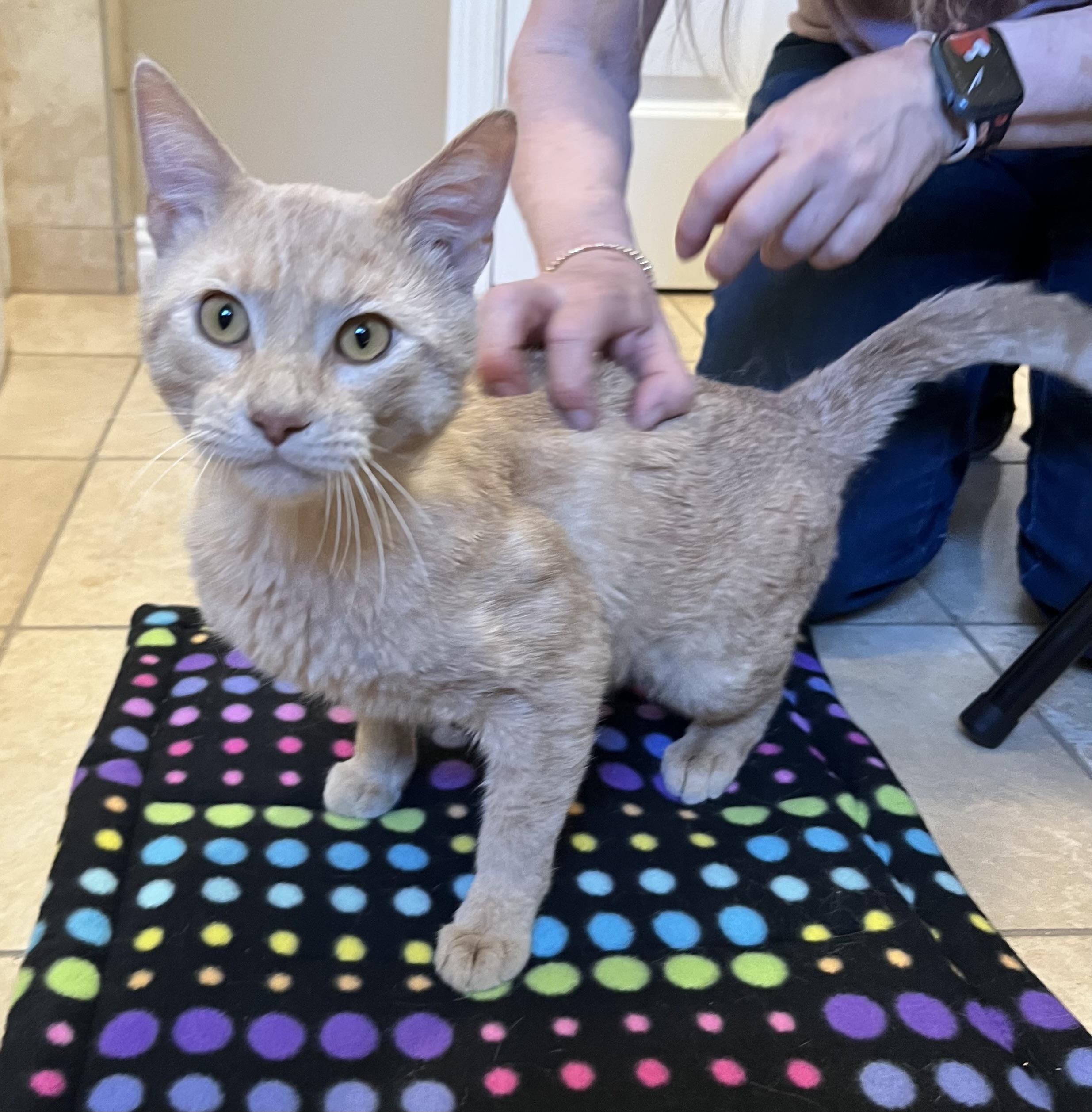 Kyle, a ADOPTABLE Domestic Short Hair in South San Francisco, CA image 1/4