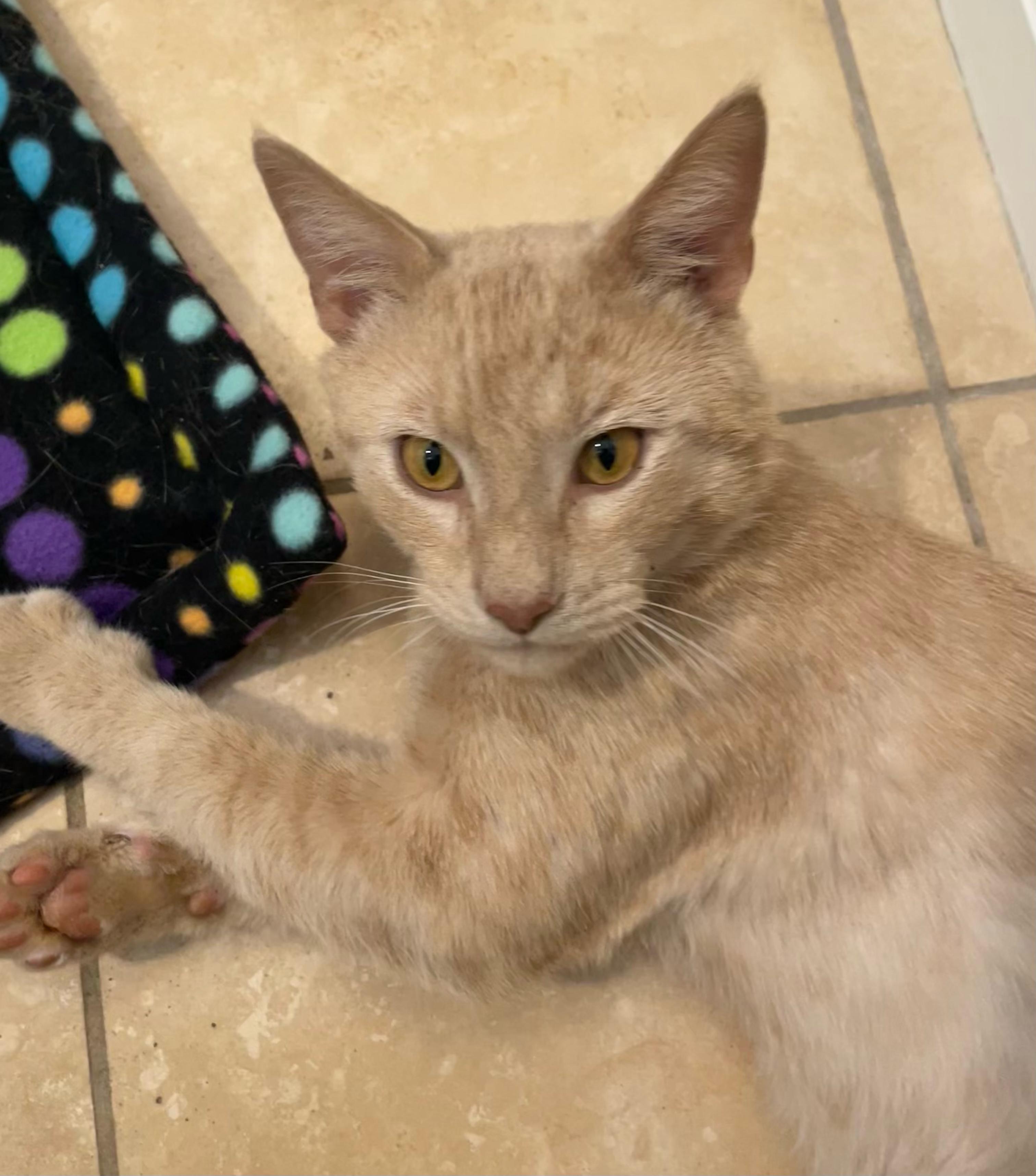 Kyle, a ADOPTABLE Domestic Short Hair in South San Francisco, CA image 4/4