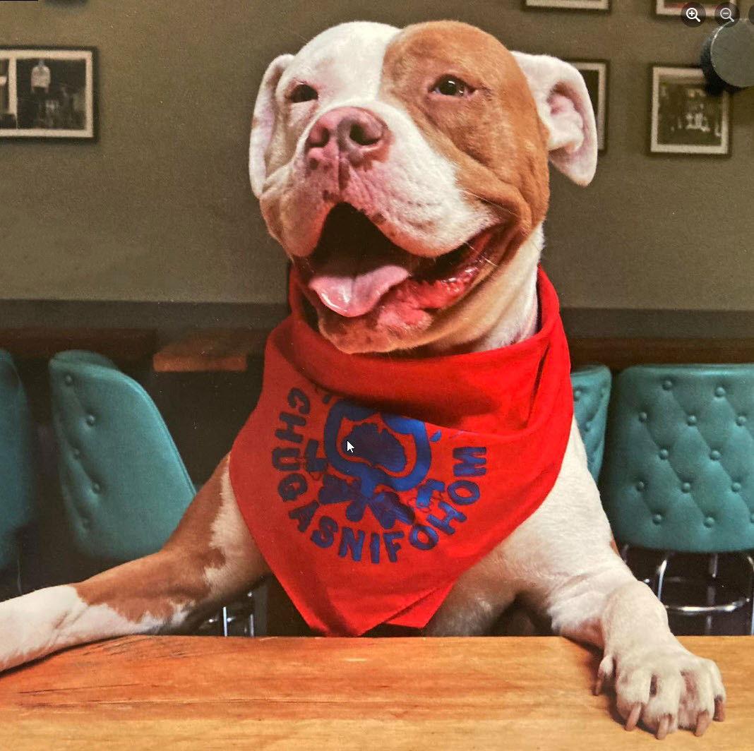 Karma, Adoptable, Young Female Pit Bull Terrier & American Bulldog.