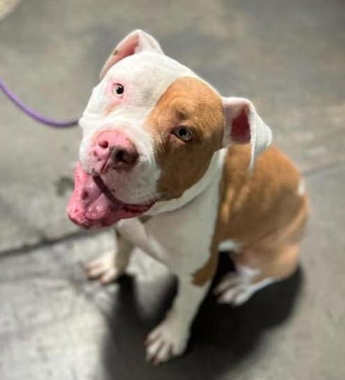 Karma, a Adoptable mixed breed in St. Ann, MO image 2/3