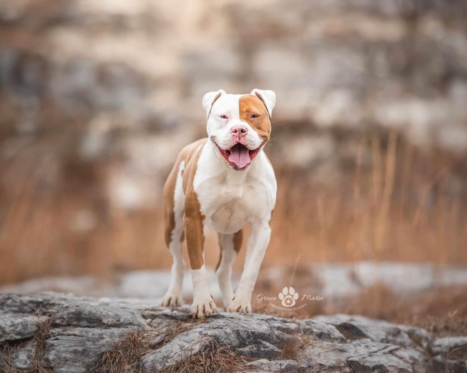 Karma, a Adoptable mixed breed in St. Ann, MO image 3/3