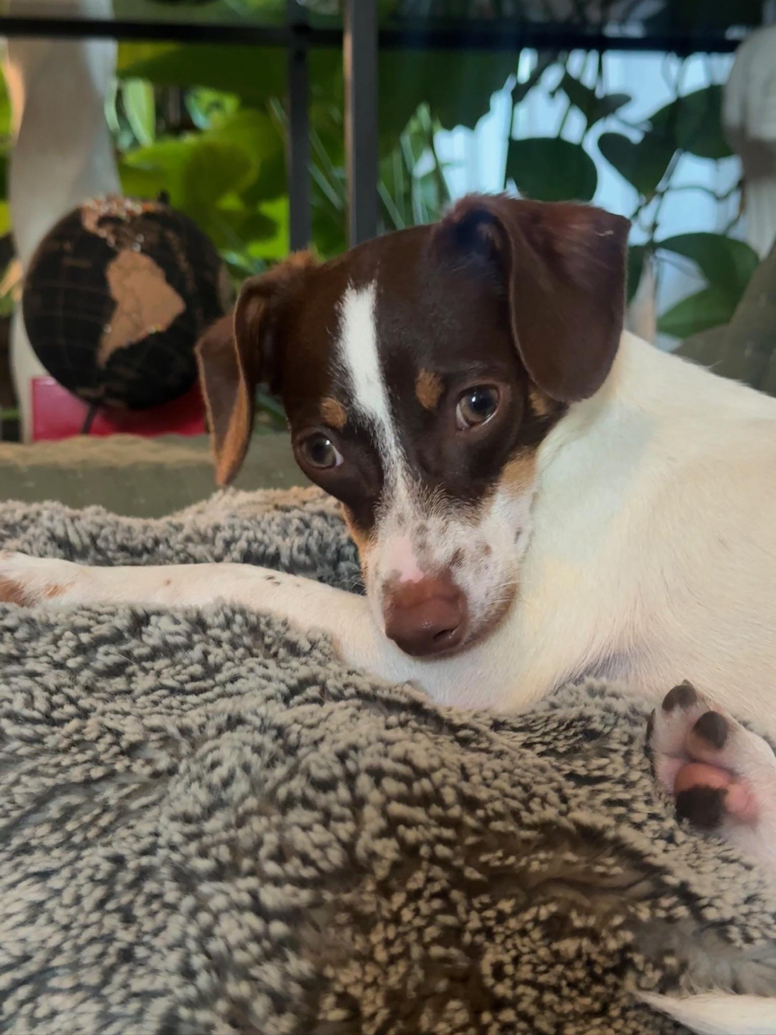 Enlarge Bennet, an adoptable mixed breed in Los Angeles, CA image 5/6