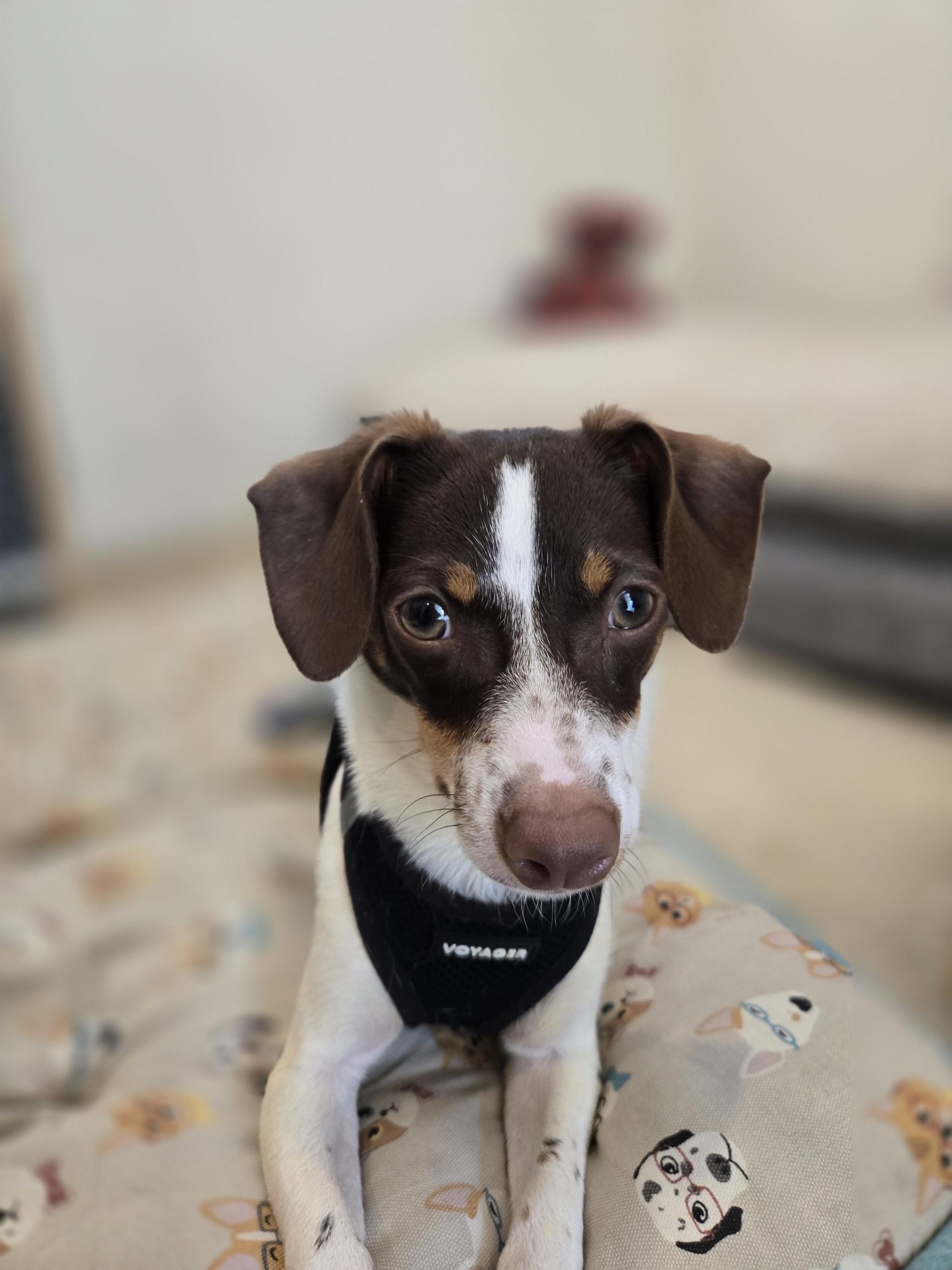 Bennet, an adoptable mixed breed in Los Angeles, CA image 2/4