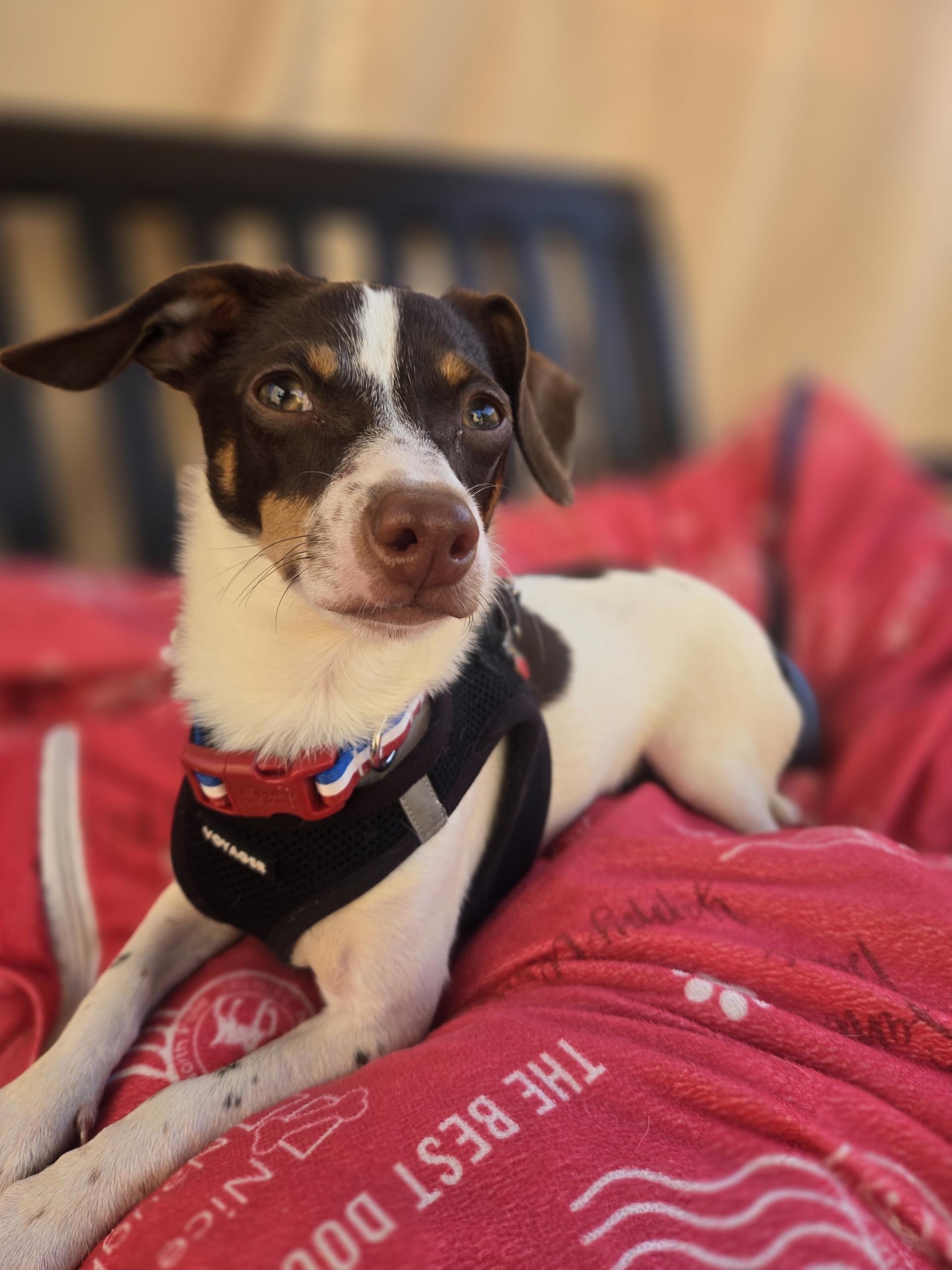 Bennet, adoptable, Puppy Male Chihuahua.