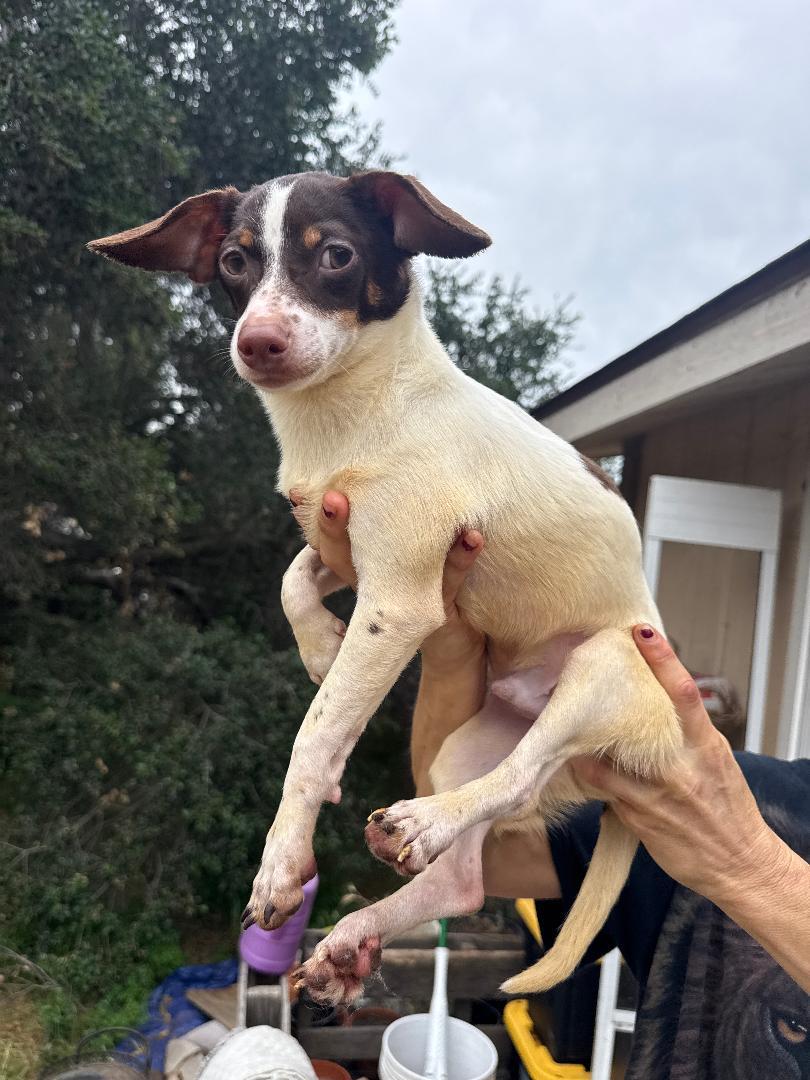 Enlarge Bennet, an adoptable mixed breed in Los Angeles, CA image 2/2