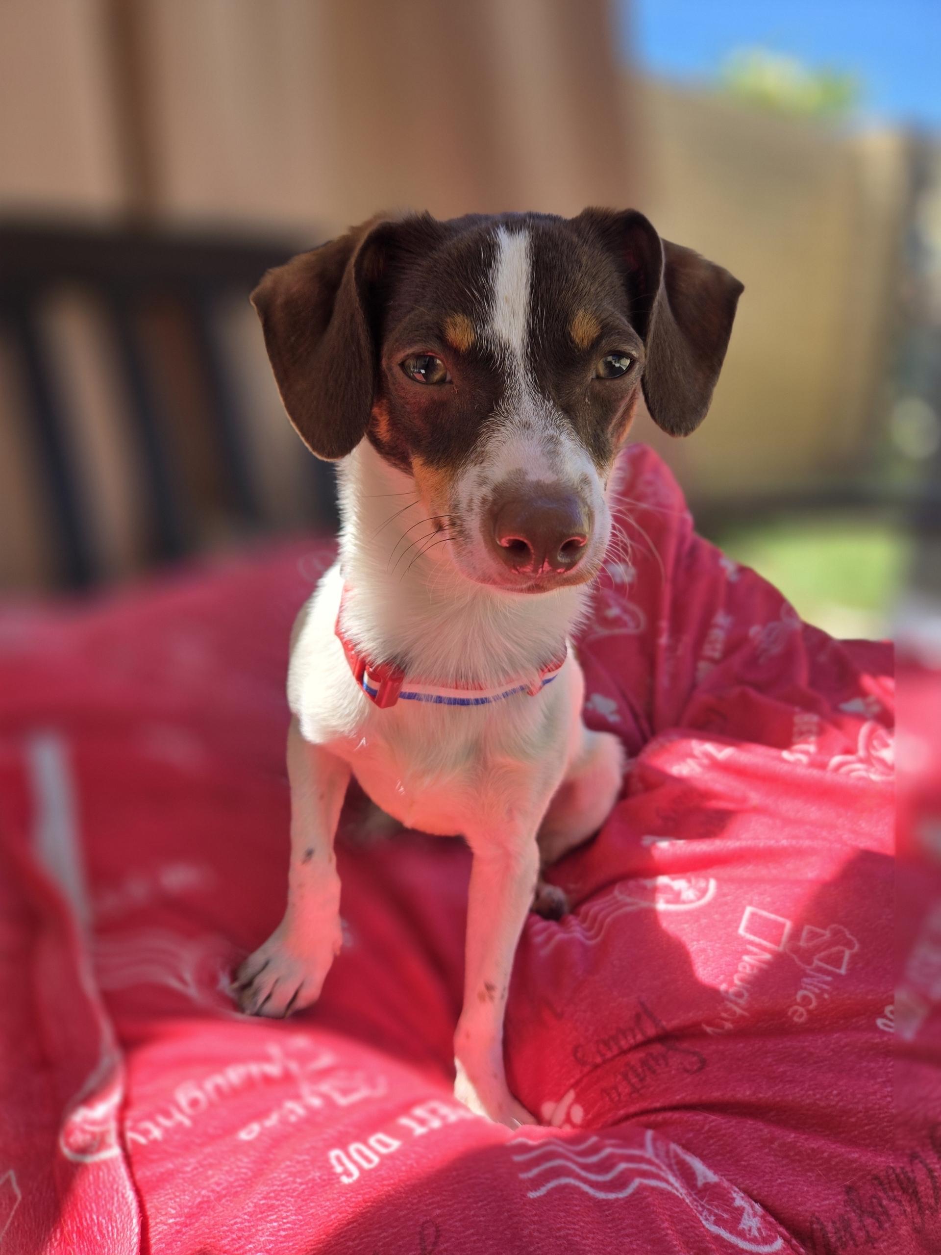 Bennet, an adoptable mixed breed in Los Angeles, CA image 4/4