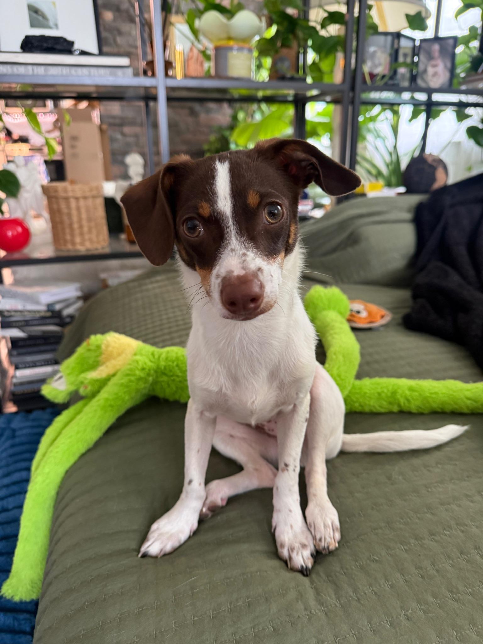 Enlarge Bennet, an adoptable mixed breed in Los Angeles, CA image 1/6