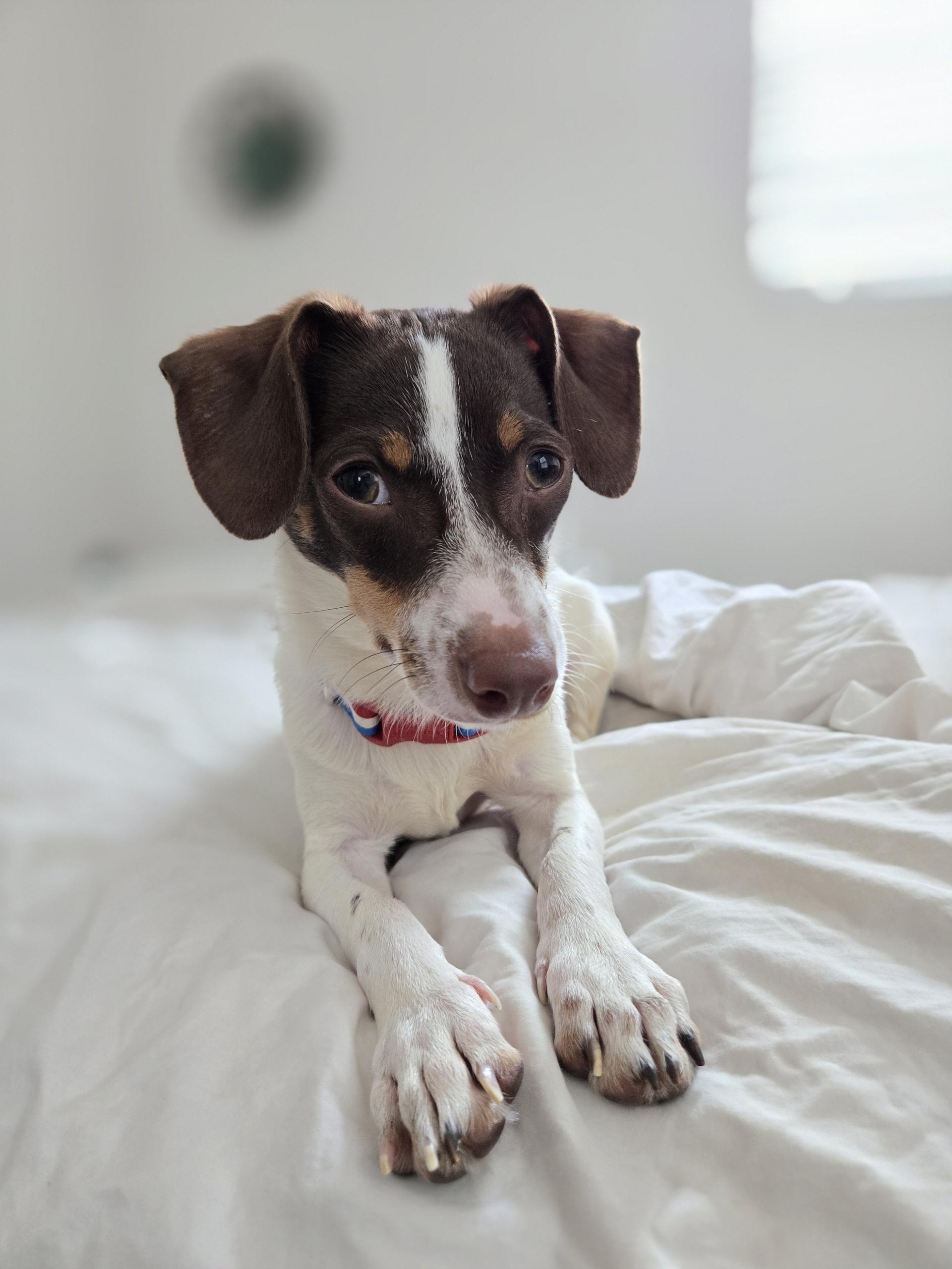 Bennet, an adoptable mixed breed in Los Angeles, CA image 3/4