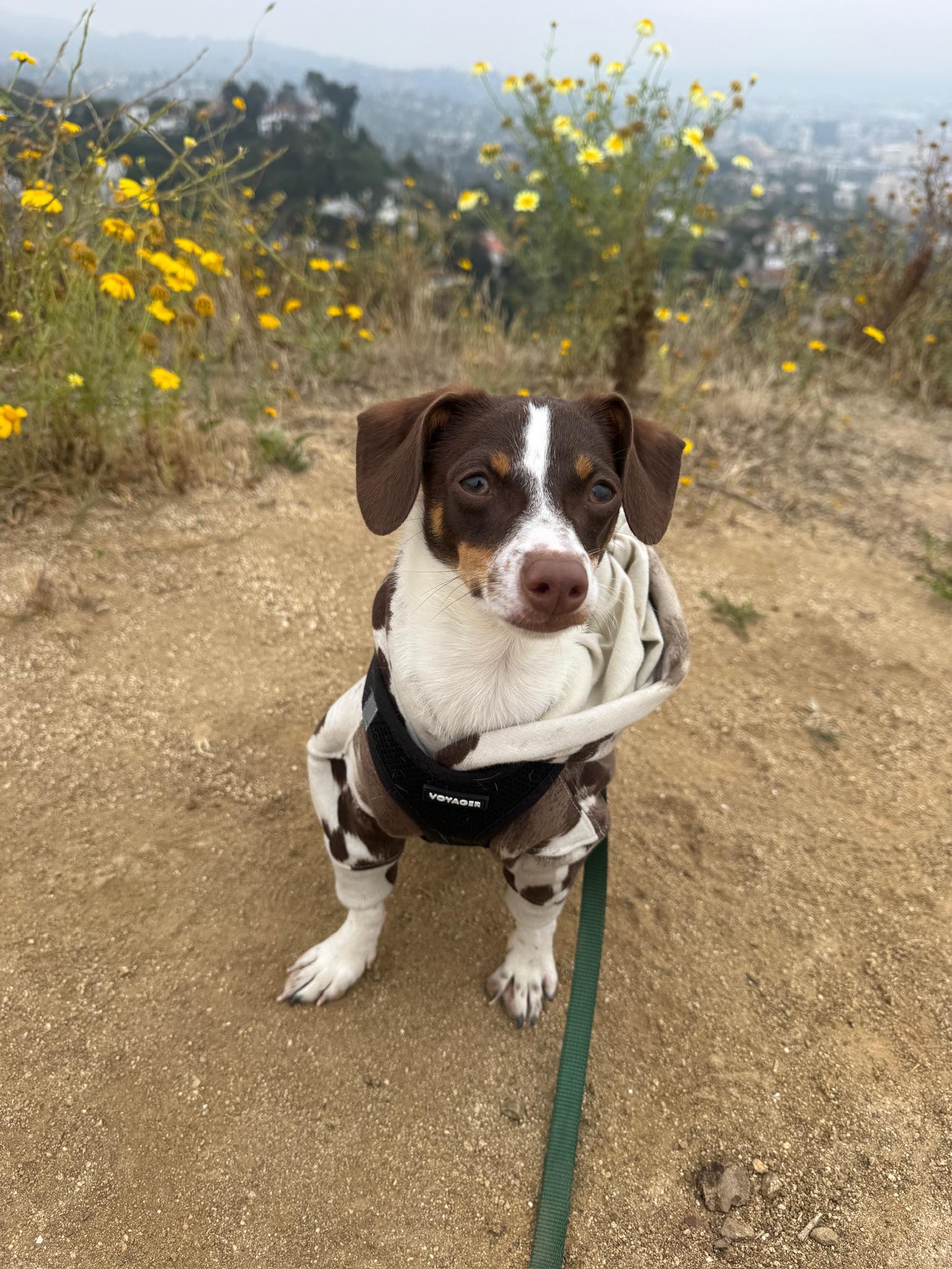 Enlarge Bennet, an adoptable mixed breed in Los Angeles, CA image 3/6