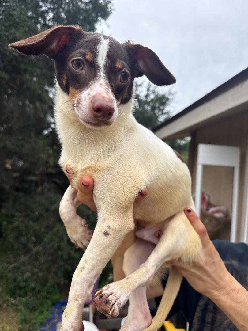 Bennet, adoptable, Puppy Male Chihuahua.