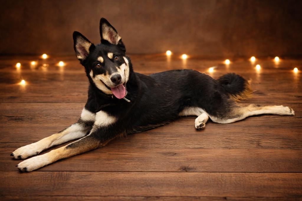 Enlarge Athena, a Adoptable mixed breed in Springfield, OH image 3/3