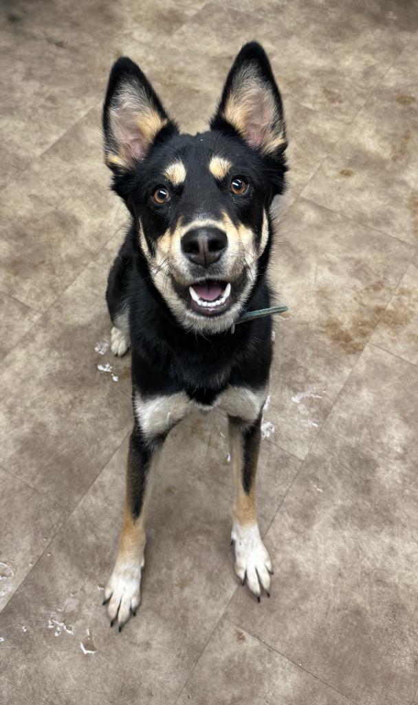 Enlarge Athena, a Adoptable mixed breed in Springfield, OH image 1/1