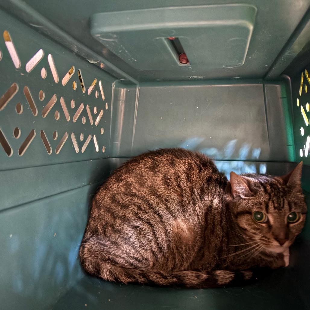 Mirage, Adoptable, Adult Female Domestic Short Hair.