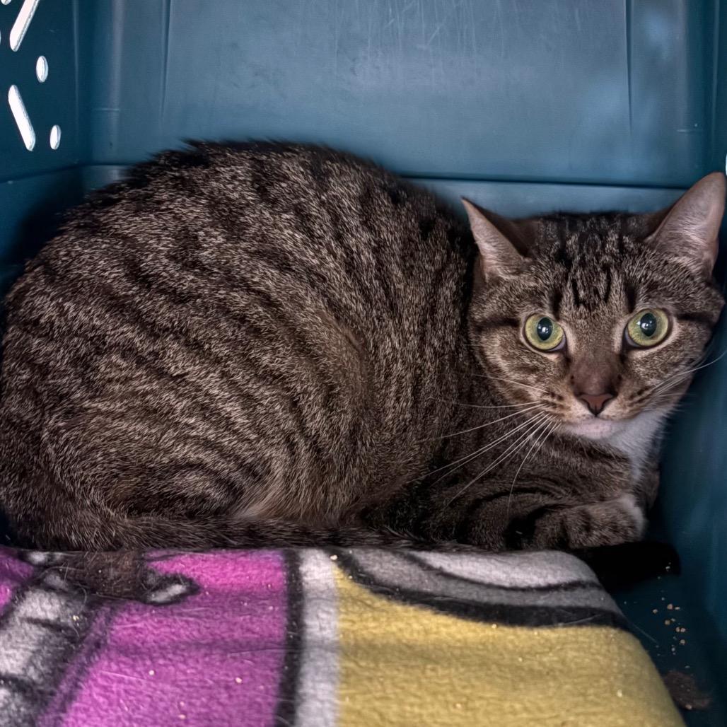 Enlarge Mirage, a Adoptable Domestic Short Hair in DeKalb, IL image 2/2